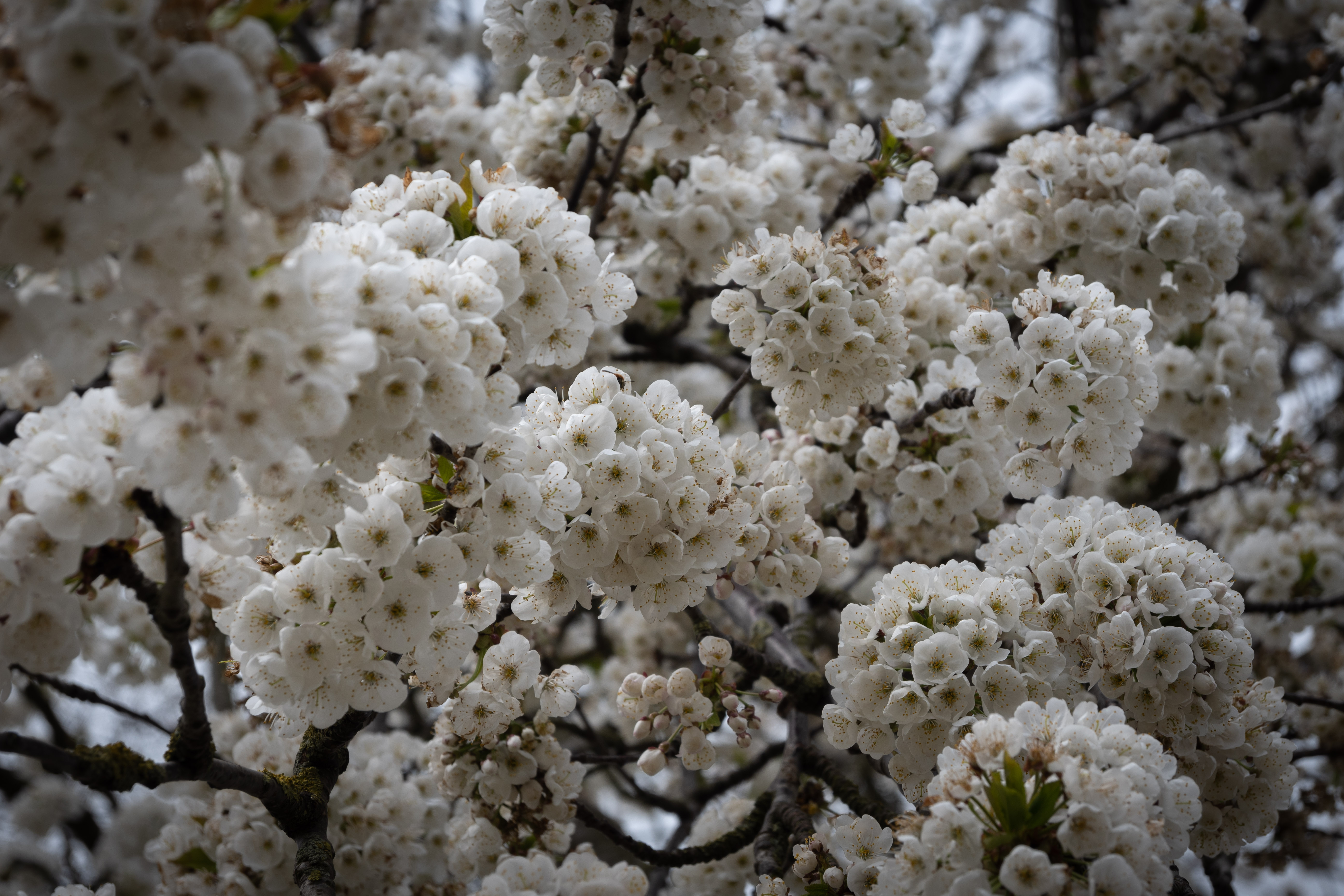 A landscape picture of clusters of white blossom against dark branches. The sky peaking through the gaps is also white. Some of the clusters of flowers are in focus others are blurred. The image somehow reminds me of jellyfish. 