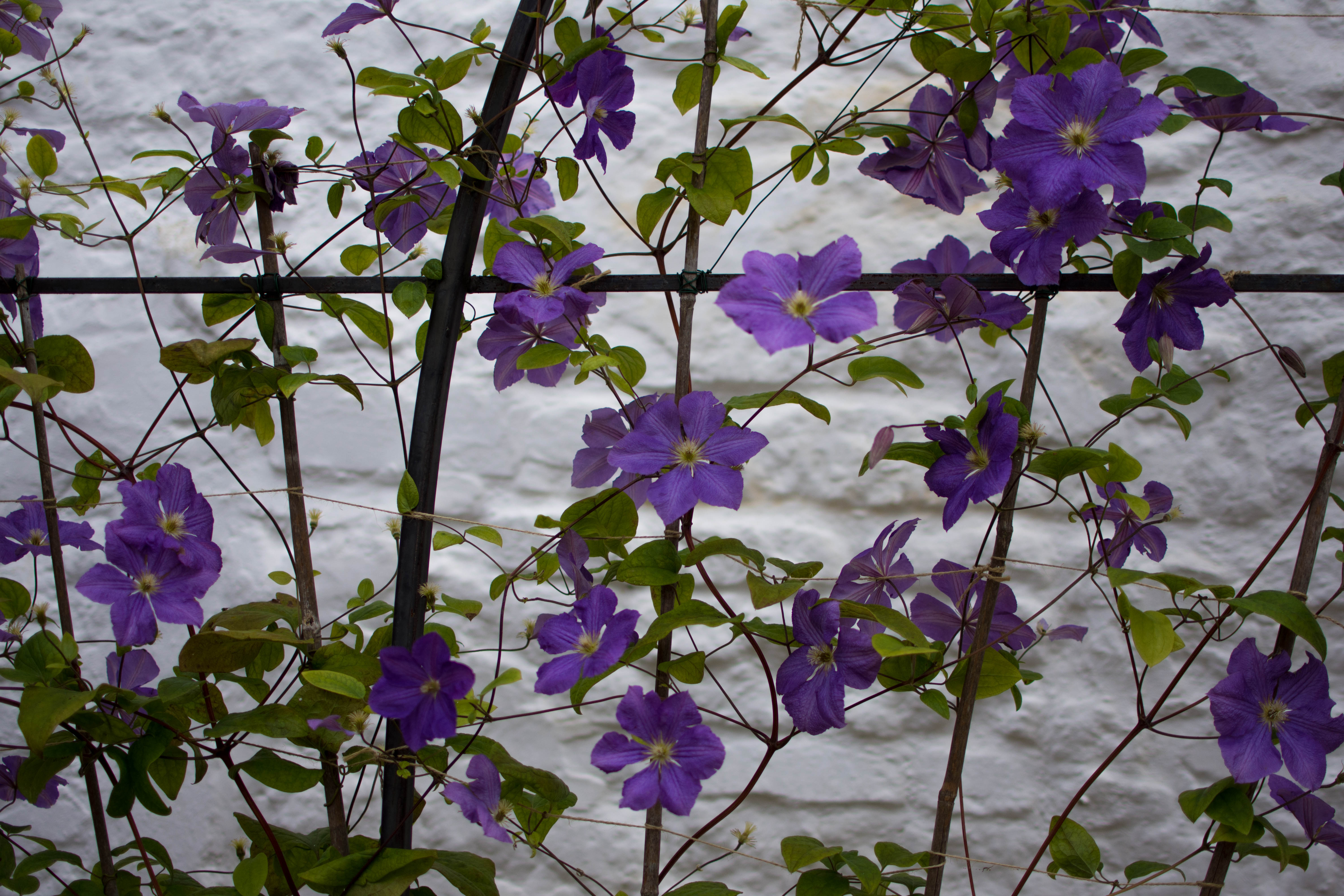 A landscape image of purple clematis flowers growing against a white wall which is slightly blurred in the background. The flowers are on thin stems with green leaves. The purple flowers are at different angles and facing in different directions as if they are rambling about. The image makes me happy.