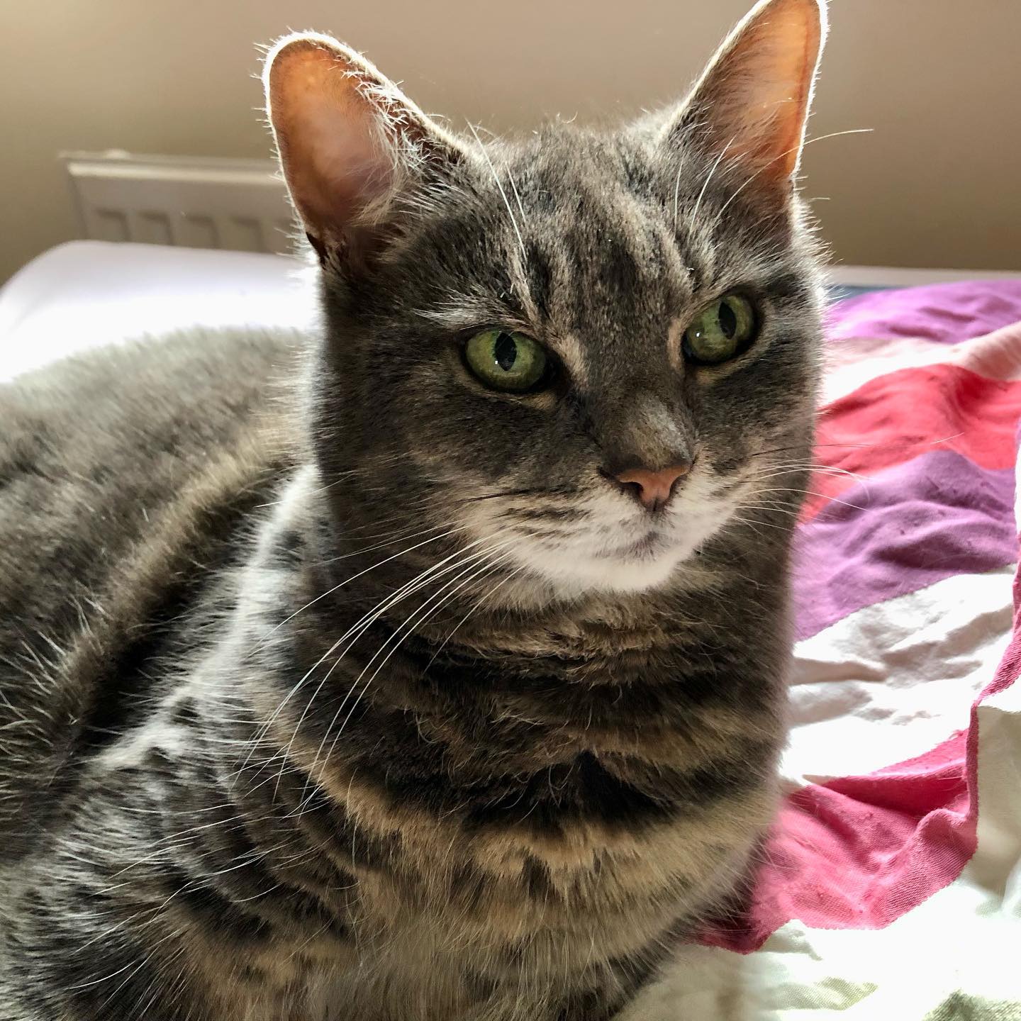 A close up of the head and shoulders of a grey tabby cat. She has a white chin, brown nose, white whiskers and large green eyes that are looking into the camera. Her fur is very plush. She is lying on a striped duvet on a bed.