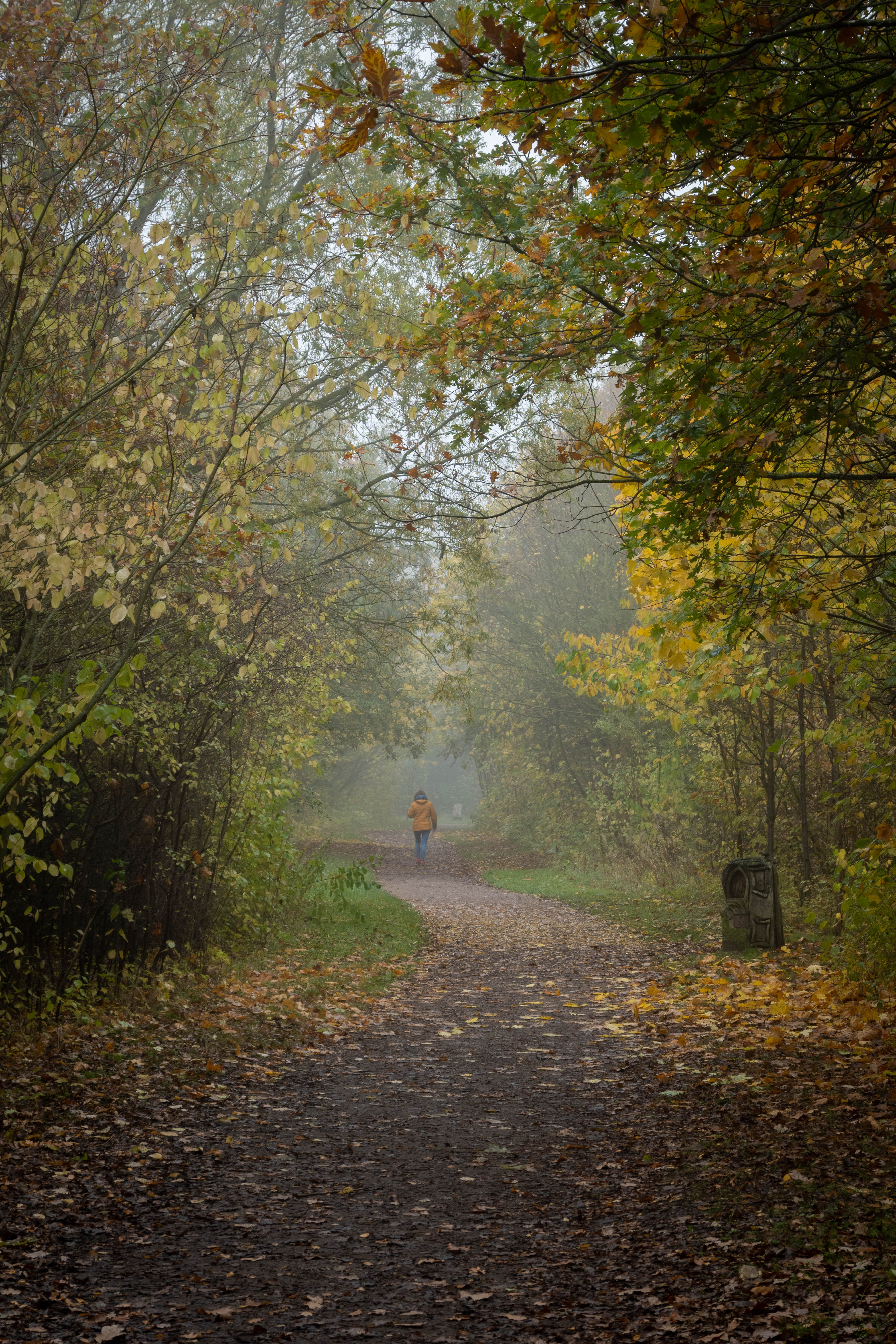 A portrait ratio image of a misty woodland path. The trees on either side of the dirt path have pale yellow and darker green leaves. At certain points along the path the yellow of the leaves is brighter and yellow leaves pool on the ground. This gives the impression of pools of light. In the distance a lone walker in a darker yellow jacket walks. The foreground is in shadow and in the left hand side of the path is a small carved wooden bench. The sky glimpsed between bare branches is white with mist.