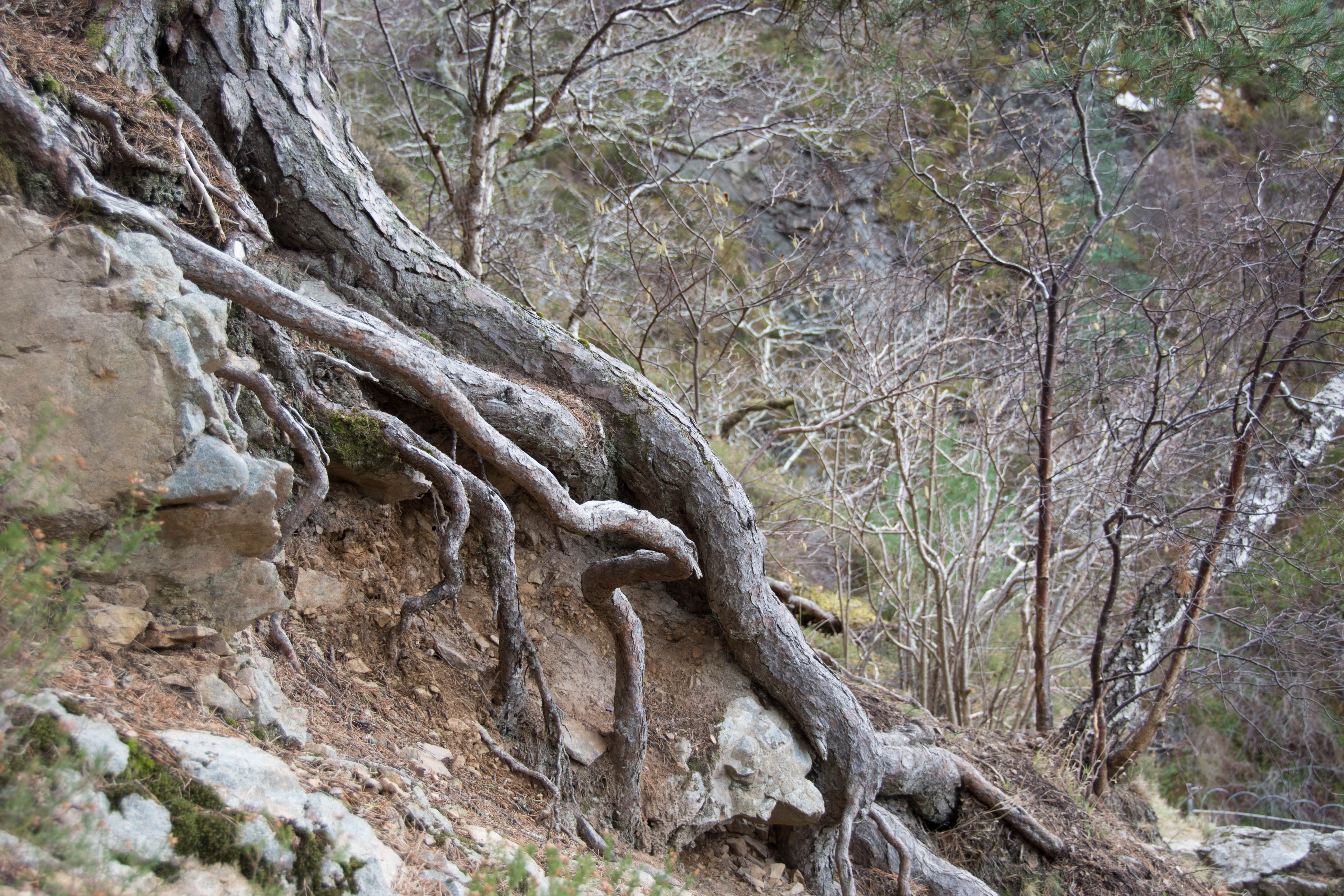 A landscape image of tree roots scrabbling into the dry earth of bank. The tree roots are covered in rough grey bark. The soil is a pale faun colour. There are winter trees in the background with the odd splash of green yellow lichen.